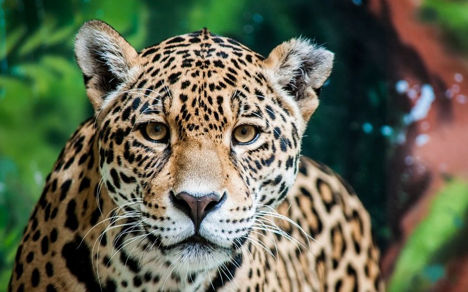 USA: Jaguar uciekł z wybiegu w zoo. Zabił sześć zwierząt