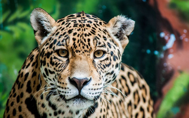 USA: Jaguar uciekł z wybiegu w zoo. Zabił sześć zwierząt