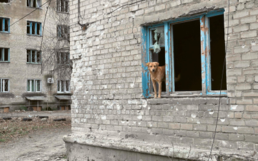 Bezpański pies w ruinach osiedla w Awdiejewce w obwodzie donieckim, 15 grudnia 2022 r.