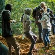 Walka o las Hambach: Wycinka po niemiecku