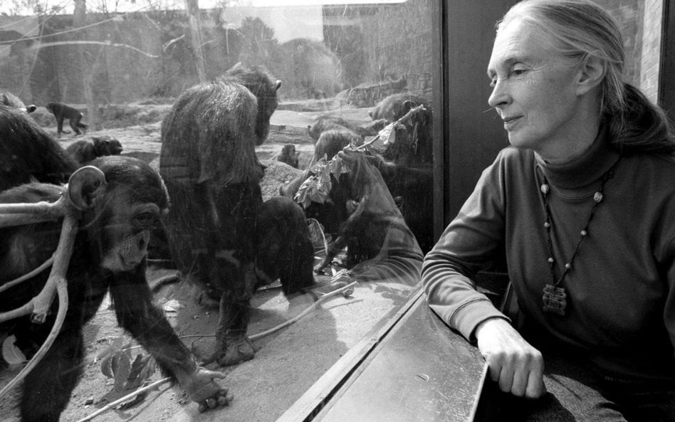 Jane Goodall