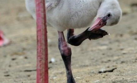 Flamingi