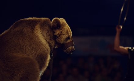 Pierwszy w Polsce wyrok o znęcanie się nad zwięrzętami w cyrku