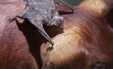 Posiłek wampira zwyczajnego