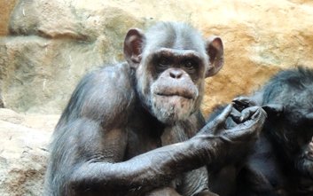 Dwudniowe obchody czterdziestki Szymona będą huczne