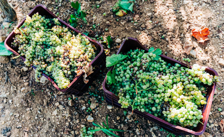 Włoscy badacze wskazują, że z powodu zmian klimatu prosecco, białe wino musujące, może w przyszłości