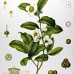 Herbata chińska Camellia sinensis