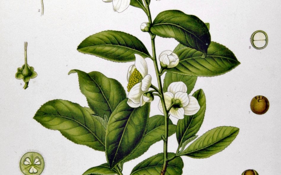 Herbata chińska Camellia sinensis
