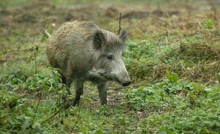 Zadanie dla Wojsk Obrony Terytorialnej: niech wybiją dziki