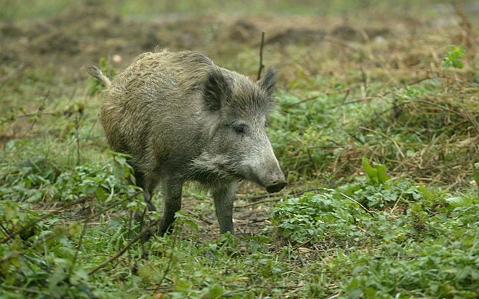 Zadanie dla Wojsk Obrony Terytorialnej: niech wybiją dziki