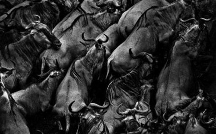 True Love (bawoły z Afryki, koniec lat 90.)