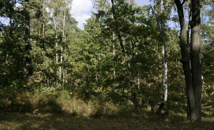 Las ochronny: można żądać wykupu lub zamiany