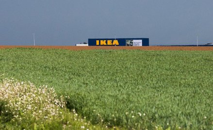 IKEA zainwestuje 200 mln euro w zieloną energię i sadzenie lasów