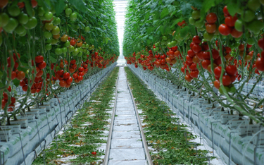 Roboty pomogą farmerom przy uprawie pomidorów