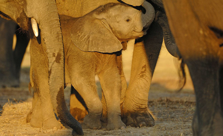 Słoniątko chronione przez stado w Parku Narodowym Chobe w Botswanie
