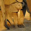 Słoniątko chronione przez stado w Parku Narodowym Chobe w Botswanie