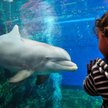 Nos w nos z delfinem