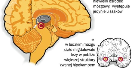 Naukowcy wiedzą już, że ta skromna część mózgu odpowiada za emocje, a także za pewne rodzaje pamięci