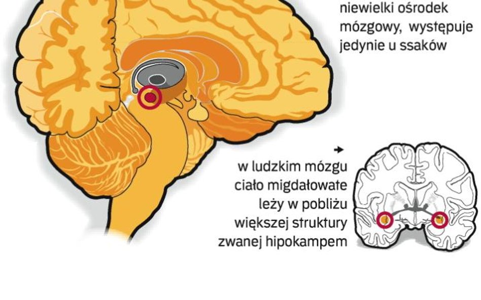 Naukowcy wiedzą już, że ta skromna część mózgu odpowiada za emocje, a także za pewne rodzaje pamięci