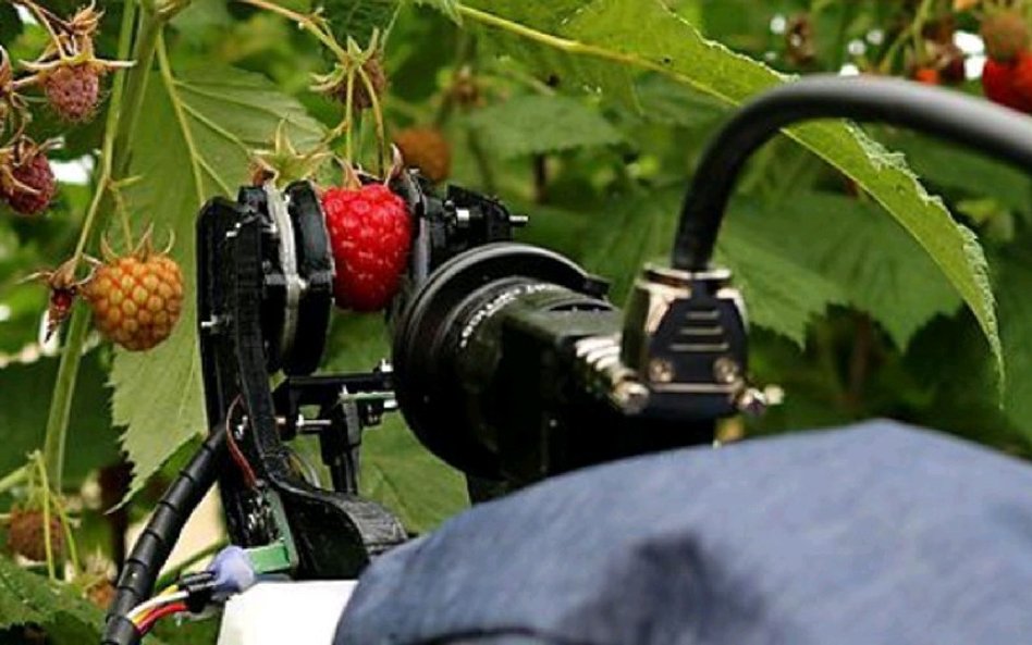 Robocrop w finalnej wersji miałby cztery chwytaki
i wydajność rzędu 25 tys. malin dziennie