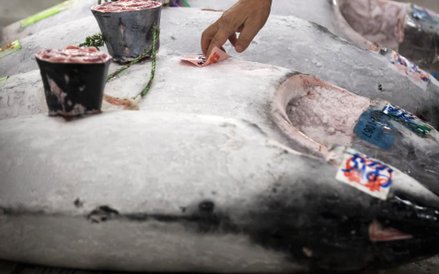 Ostatni aukcja tuńczyka na starym rynku rybnym Tsukiji w Tokio