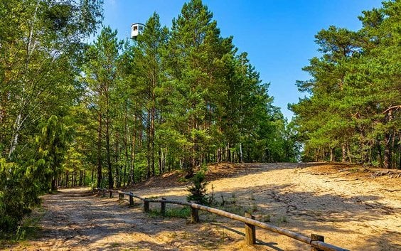 Las mieszany – ze szlakiem turystycznym – w Puszczy Kampinoskiej. Izabelin koło Warszawy. Fot. Berna