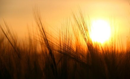 Upały na razie łagodne dla biznesu, ale susza szkodzi i podbije ceny