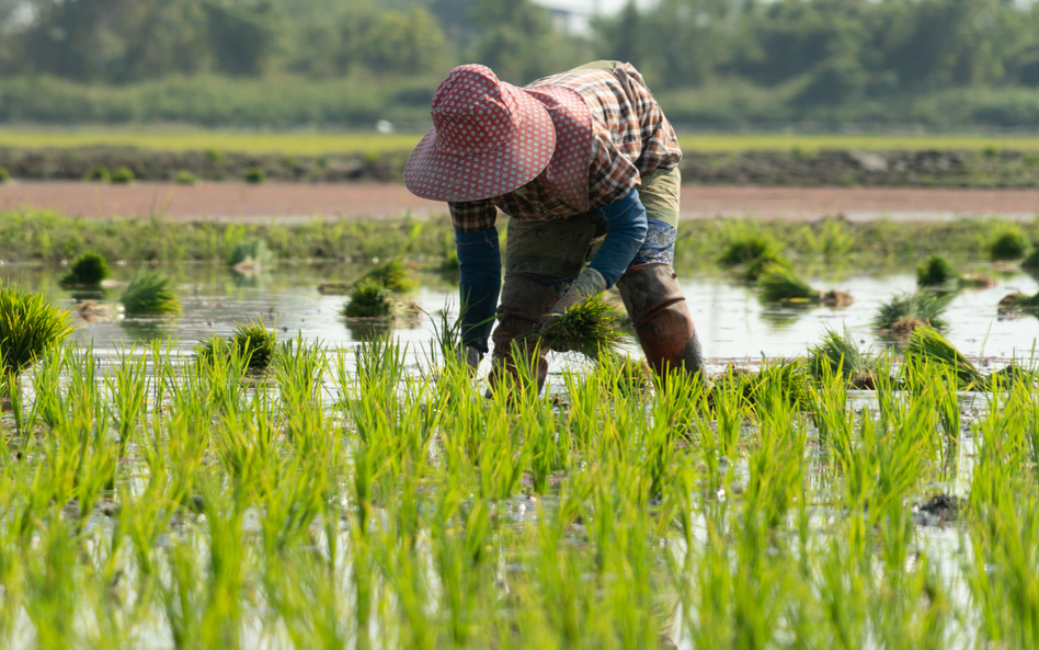 Produkcja mięsa, nabiału i ryżu napędza zmiany klimatu