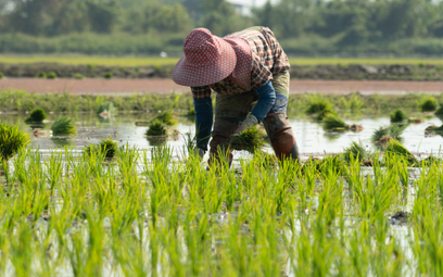 Zmodyfikowany genetycznie ryż pomoże w przyszłości wykarmić ludzkość?
