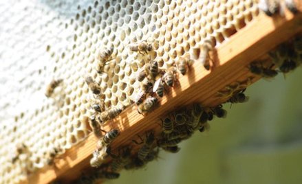 Miejskie pasieki znajdują coraz więcej zwolenników