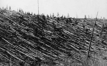 Zdjęcie powalonych i spalonych drzew wykonane przez Leonida Kulika podczas pierwszej wyprawy badawcz