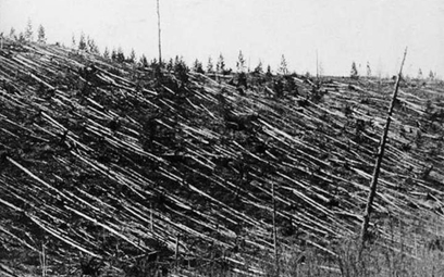 Zdjęcie powalonych i spalonych drzew wykonane przez Leonida Kulika podczas pierwszej wyprawy badawcz