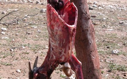 Lud koczowników przemieszcza się kilka razy w roku w poszukiwaniu pastwisk dla swoich zwierząt