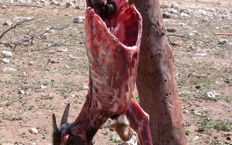 Lud koczowników przemieszcza się kilka razy w roku w poszukiwaniu pastwisk dla swoich zwierząt