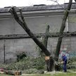Nie będzie już wymagane zezwolenie na usuwanie m.in.: krzewów z ogrodów przydomowych, drzew i krzewó