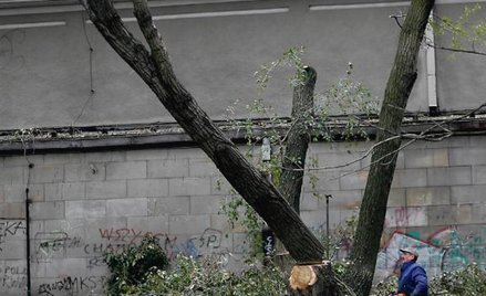 Nie będzie już wymagane zezwolenie na usuwanie m.in.: krzewów z ogrodów przydomowych, drzew i krzewó