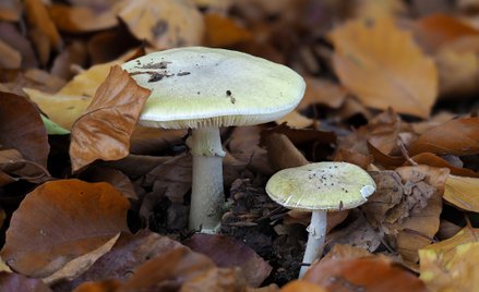 Pułapka z muchomorem w słoikach z przetworami to umyślne zabójstwo