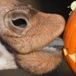 Halloween w zoo