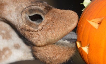Halloween w zoo
