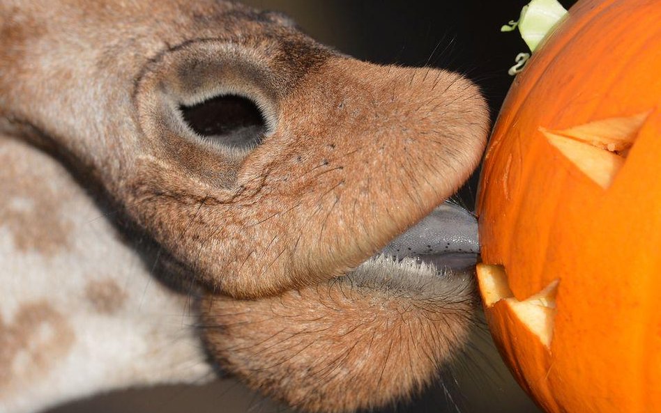 Halloween w zoo