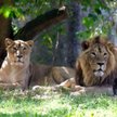 Gdańskie ZOO odda pieniądze Amber Gold