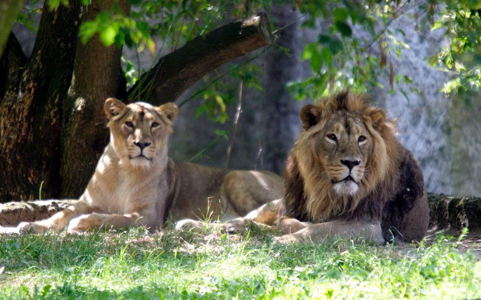 Gdańskie ZOO odda pieniądze Amber Gold