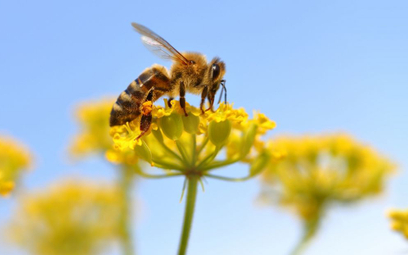 Austria: Więzienie za wytrucie pszczół