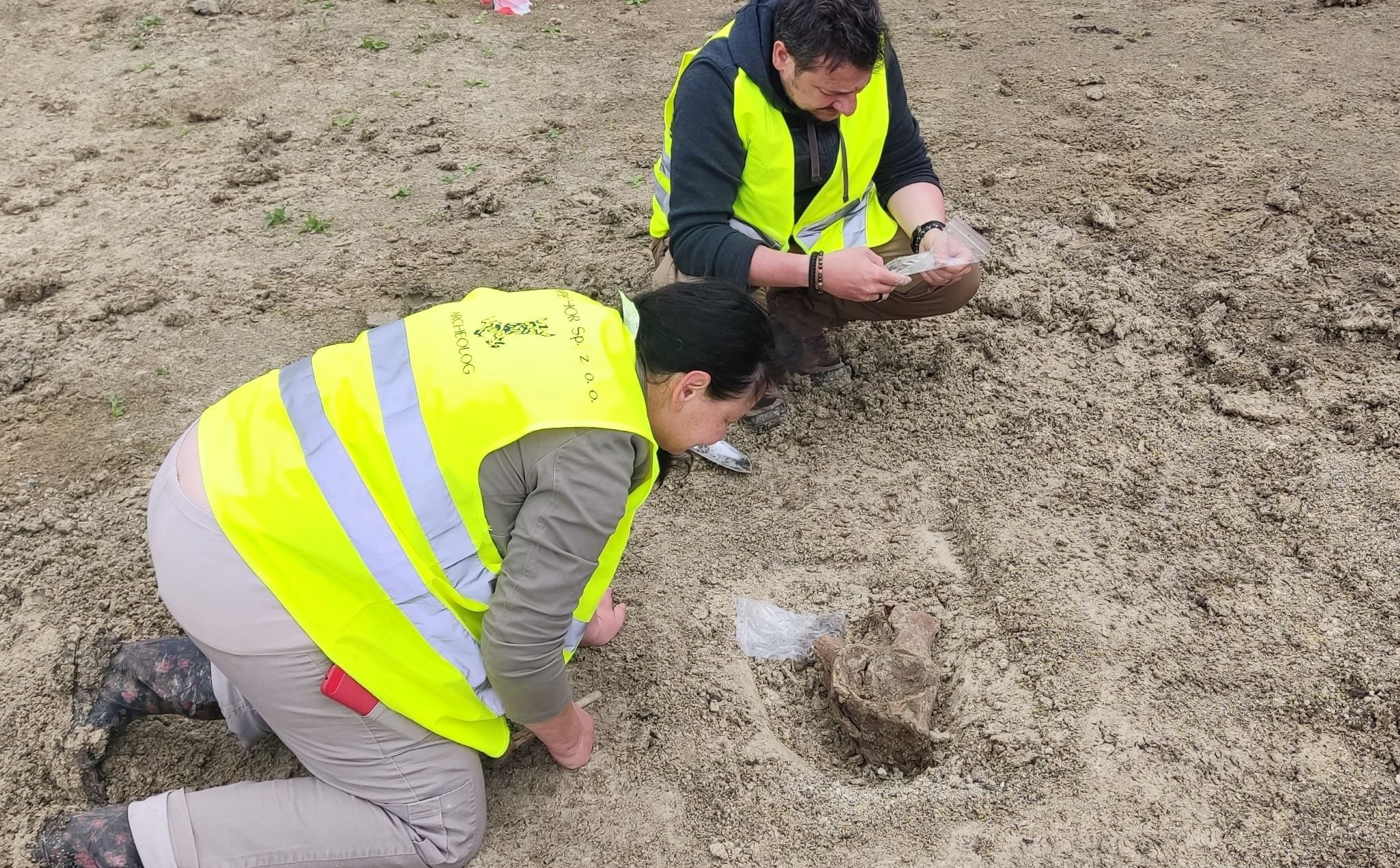 Zaskakujące znalezisko na budowie S17. Archeolodzy odkryli szczątki mamuta