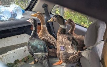 Cztery dorosłe kaczki znajdowały się w starym, zamkniętym, nieużywanym oplu