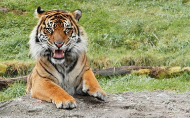 Tygrys sumatrzański (fot. Christine Majul)