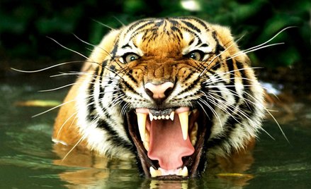 Wpadł zabójca tygrysów. Zabijał przez 20 lat