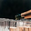 Producenci wina we Francji mają kolejny wielki problem. Będzie drożej?