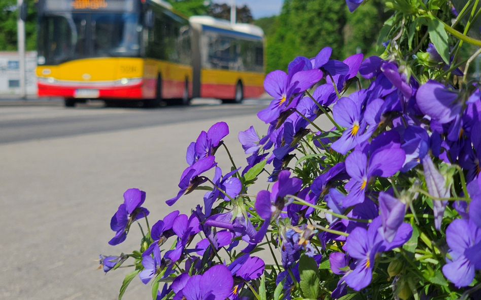 Będzie można zabrać wiosenne kwiaty z pętli autobusowych