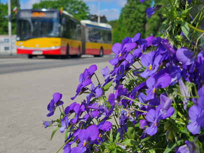 Będzie można zabrać wiosenne kwiaty z pętli autobusowych